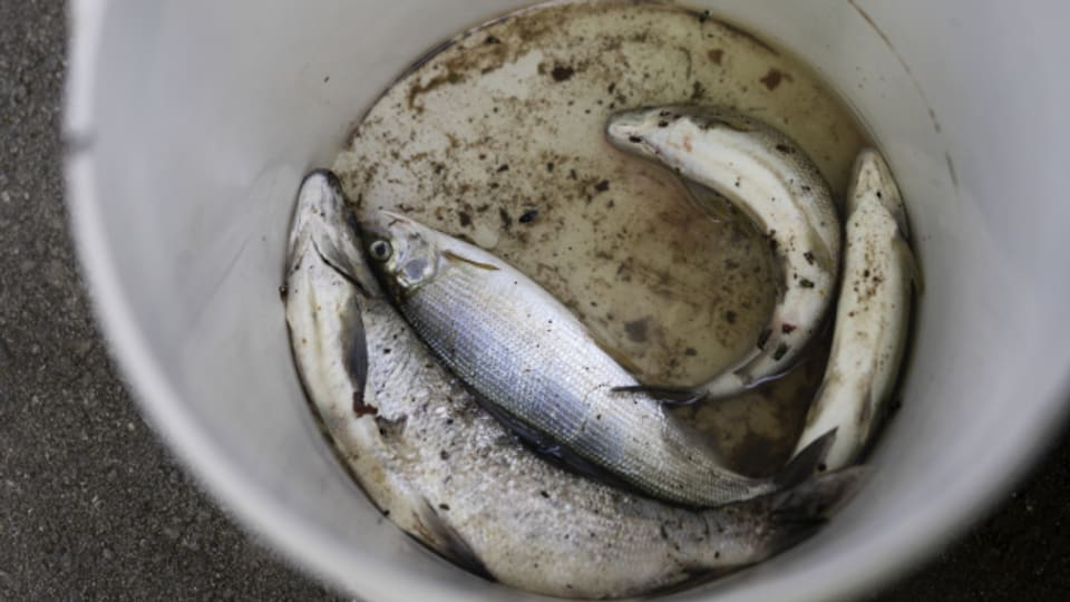 Tote Aeschen bei Schaffhausen - die Fische leiden unter den hohen Wassertemperaturen