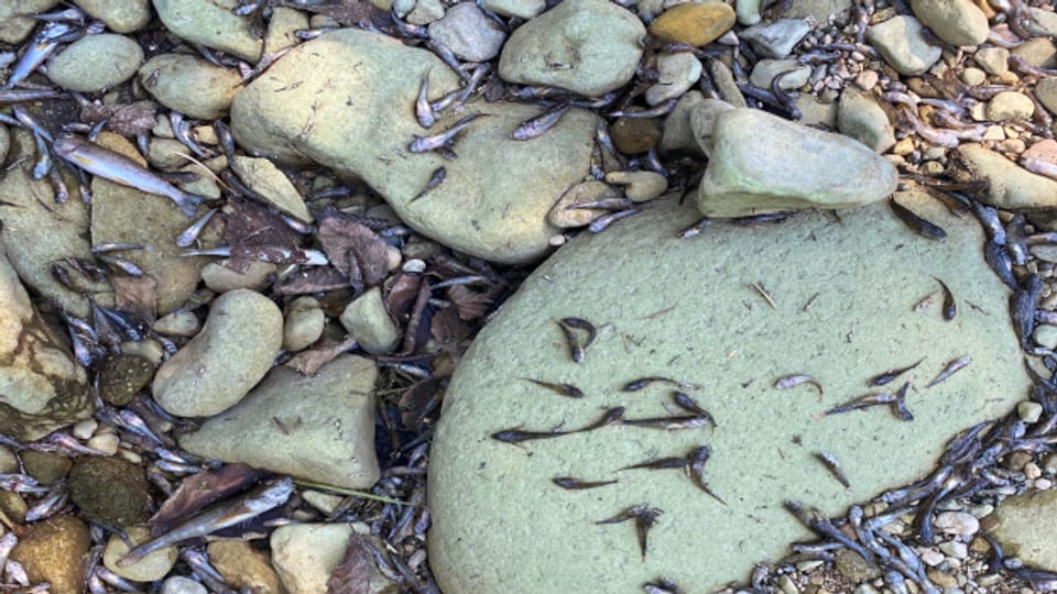 Tote Fische in der ausgetrockneten Ergolz