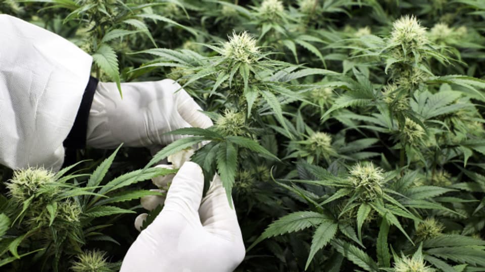 Nachweise verbotener Pestizide wurden an den Cannabisprodukten gefunden.