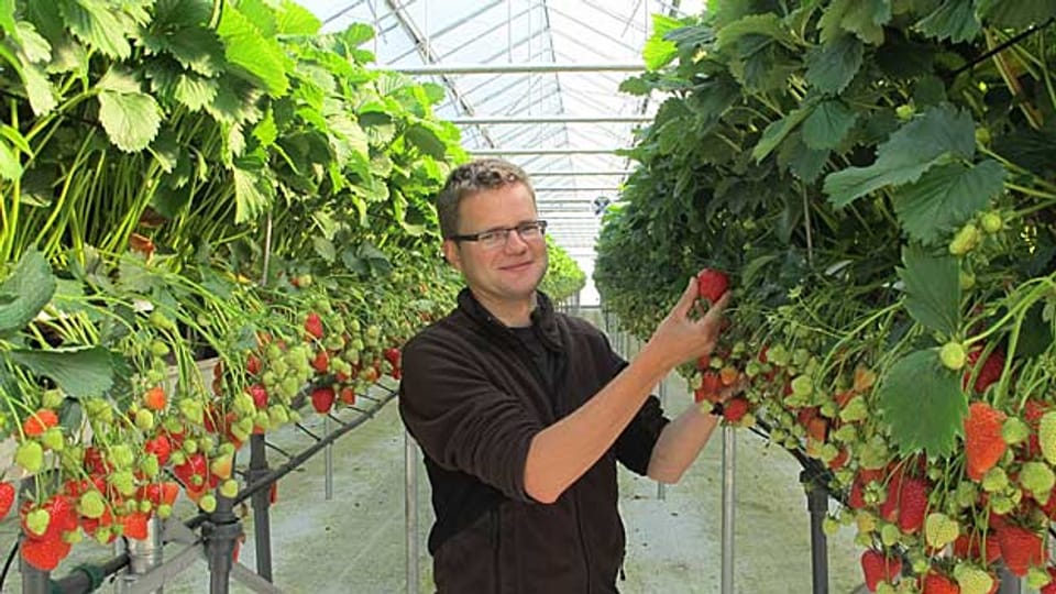 Matthias Müller pflegt seine Erdbeeren.