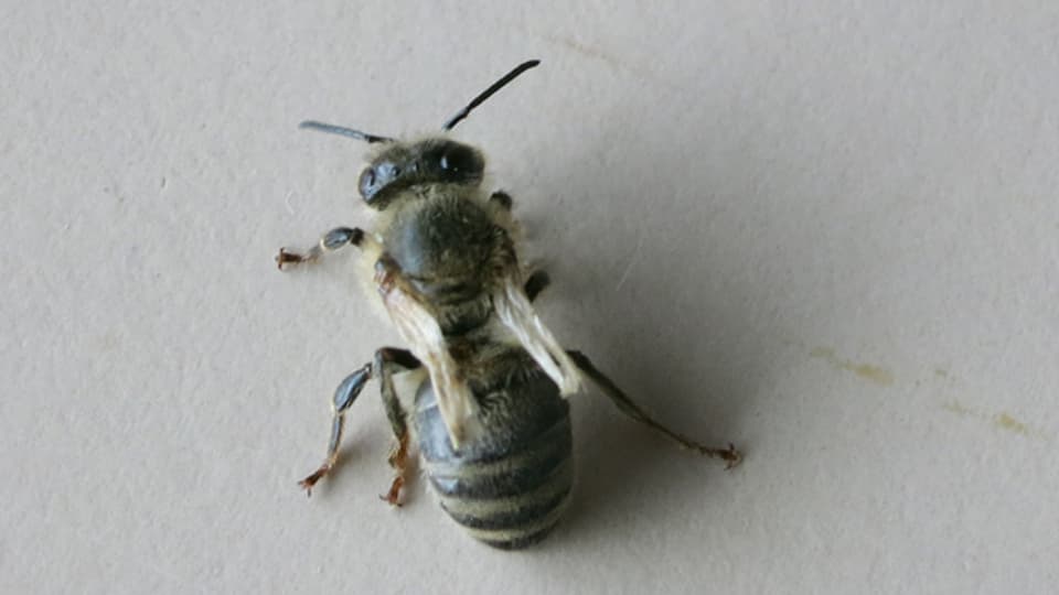 Die Varroamilbe führt zu verstümmelten Flügeln bei den Bienen.
