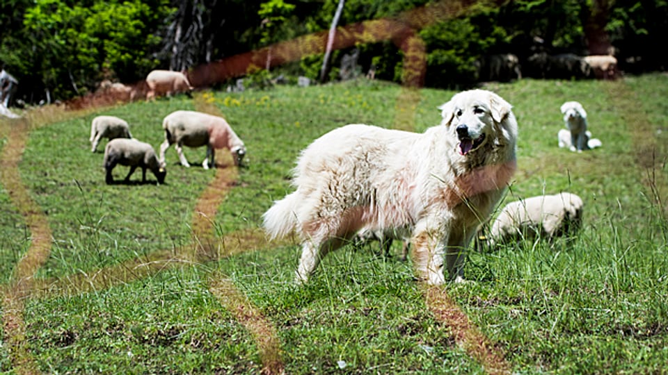 Pro Natura lehrt den Wanderer bei einer Begegnung mit dem Herdenschutz-Hund ruhig zu bleiben.