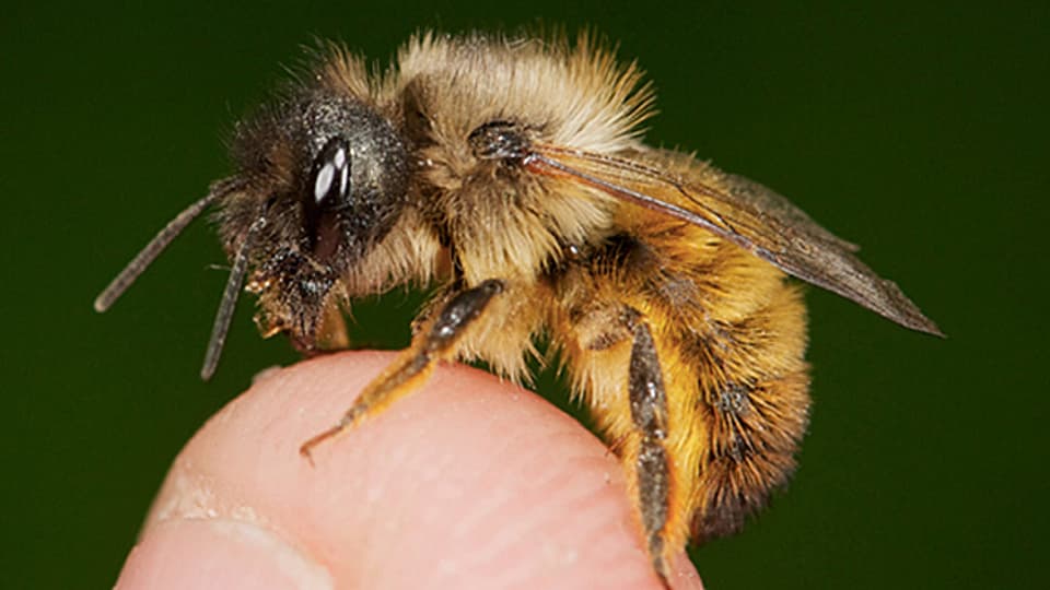 Das Mittel gegen die Kirschessigfliege könnte den Bienen zusetzen.
