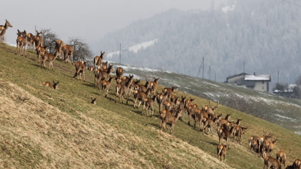 Das Wild gefährdet in Graubünden den Wald.