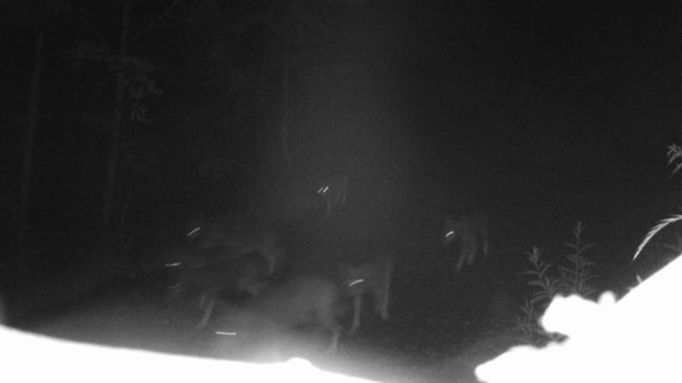 Ein ausgewachsener Wolf und sechs Welpen des Calandarudels tappen Mitte August 2016 in diese Fotofalle.