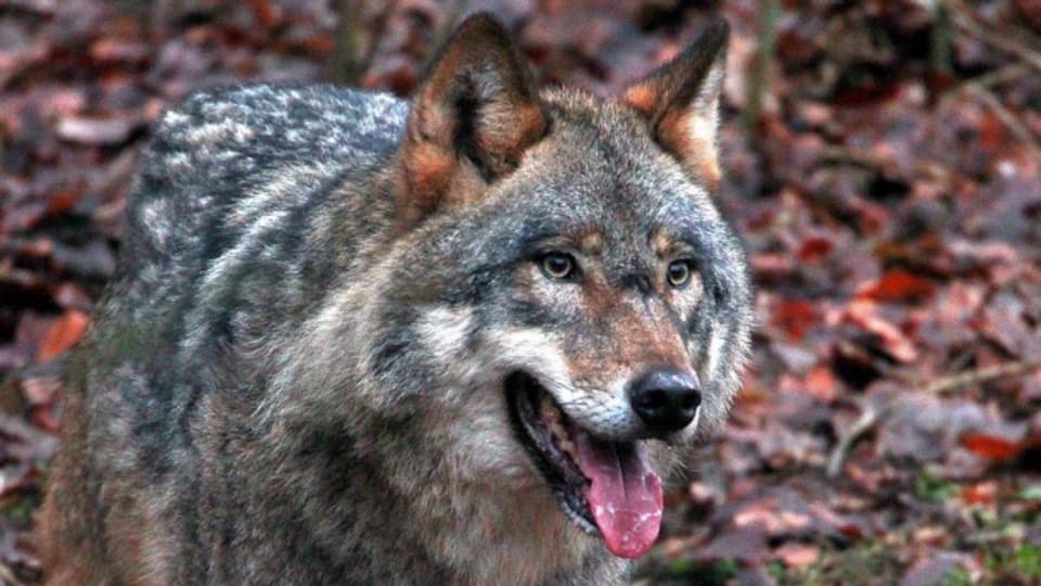 Studie: Einzelne Wolfsabschüsse sind kontraproduktiv