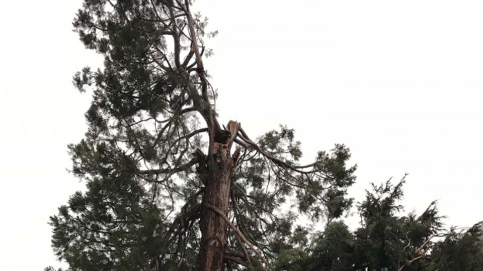 Der Sturm knackte einen Churer Mammutbaum.