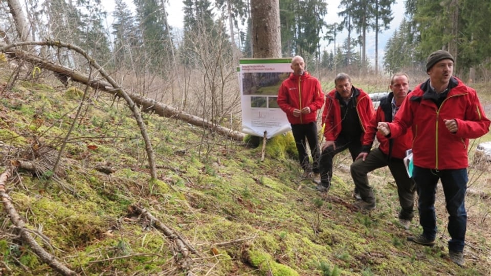 Mitarbeitende des Bündner Amt für Wald und Naturgefahren machen im Wald oberhalb von Castrisch auf Wildschäden aufmerksam.