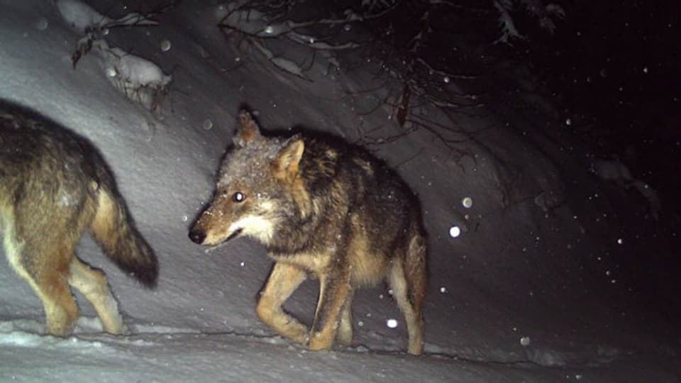 Trotz Warnanlage wurde in Graubünden erneut ein Wolf überfahren. Die Einstellung der Anlagen soll verbessert werden.