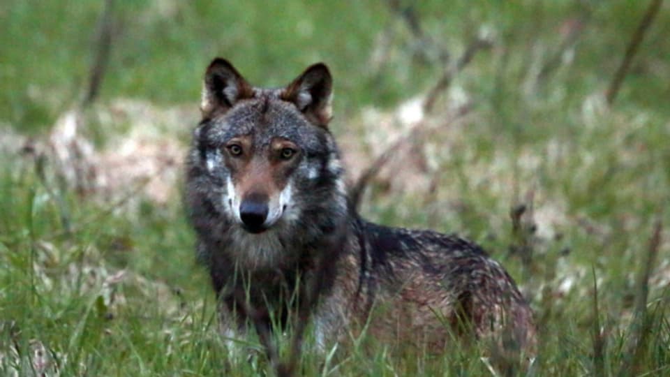 Ein Wolf aus dem Beverinrudel trägt nun ein GPS-Halsband.