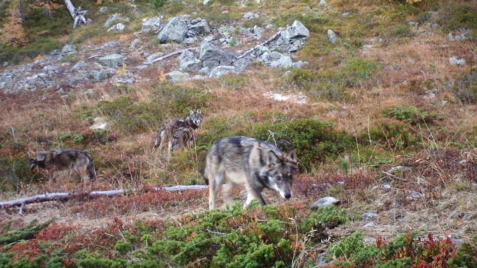 Graubünden fordert einmal mehr Lockerungen im Wolfsschutz.
