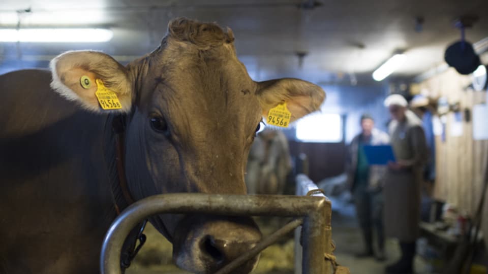  Eine Kuh blickt in die Kamera. Aufnahme in einem Stall.