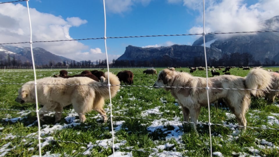 Herdenschutzhunde im Tal polarisieren - die Reportage