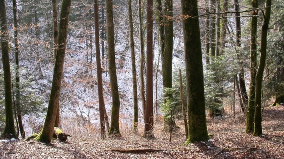 In den Wäldern rund um Hochdorf und Sursee soll es ruhiger werden.