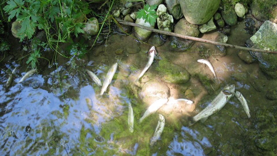 Zu viele tote Fische in Luzerner Gewässern.