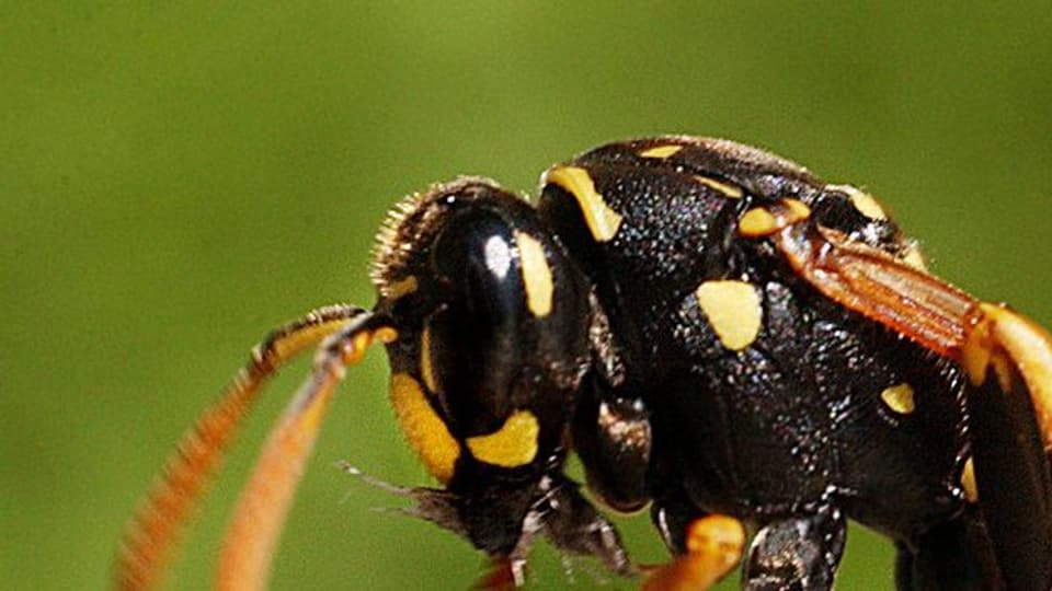 Wespenstiche sind schmerzhaft und für Allergiker sogar gefährlich