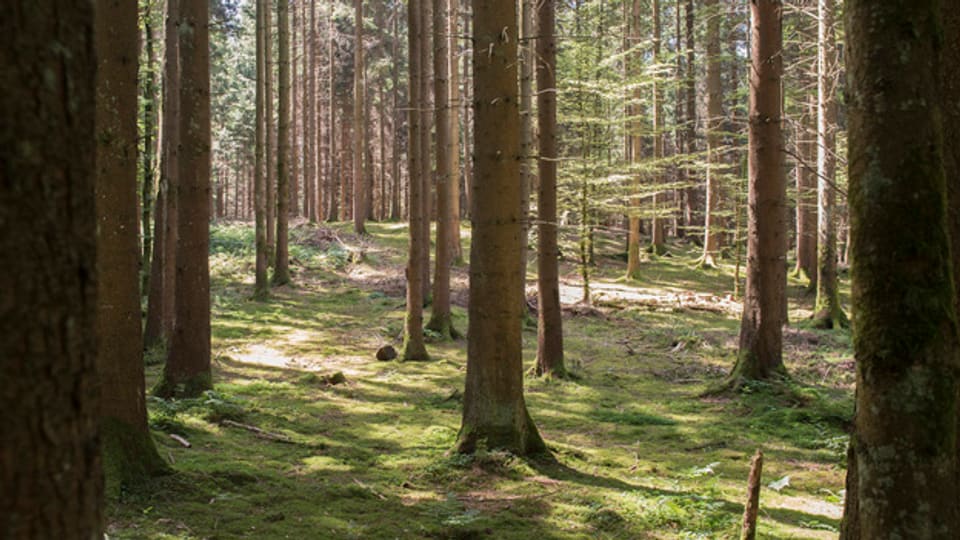 Dem Luzerner Wald wird der Borkenkäfer in diesem Jahr wahrscheinlich weniger gefährlich.