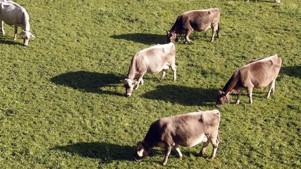 Kühe auf einer Weide oberhalb von Engelberg.