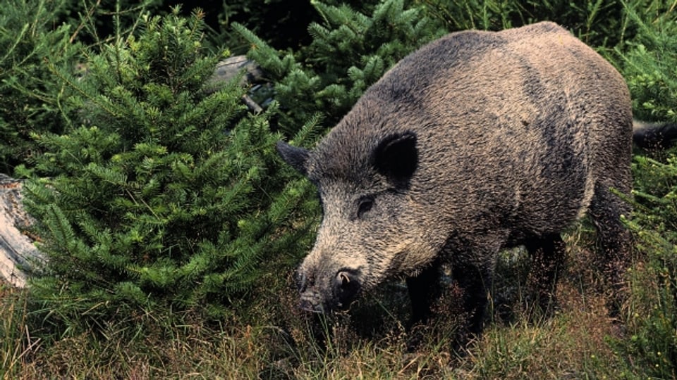 Damit die Ausbreitung der Wildschweine eingedämmt werden kann, sollen Jäger und Landwirte vermehrt zusammenarbeiten.