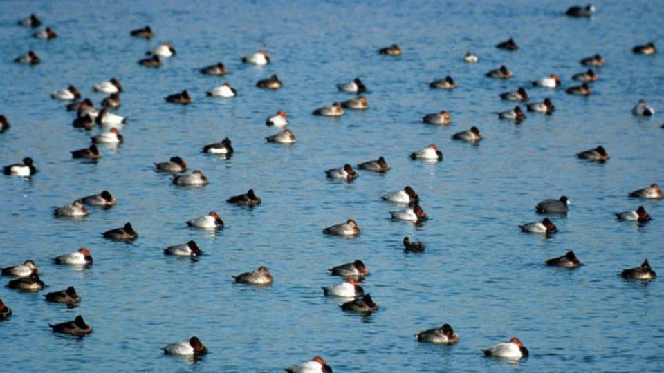 In der Bodensee- und Genferseeregion wurde bei Wildvögeln der Vogelgrippe-Virus nachgewiesen.