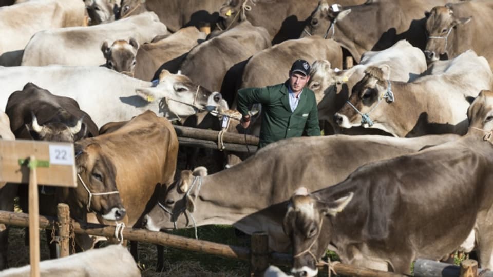 Die Viehschau in Uri wird trotz BVD-Virus durchgeführt