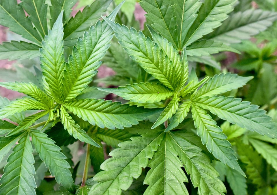Ein «Experimentier-Artikel» soll die städteübergreifende Cannabis-Studie ermöglichen.