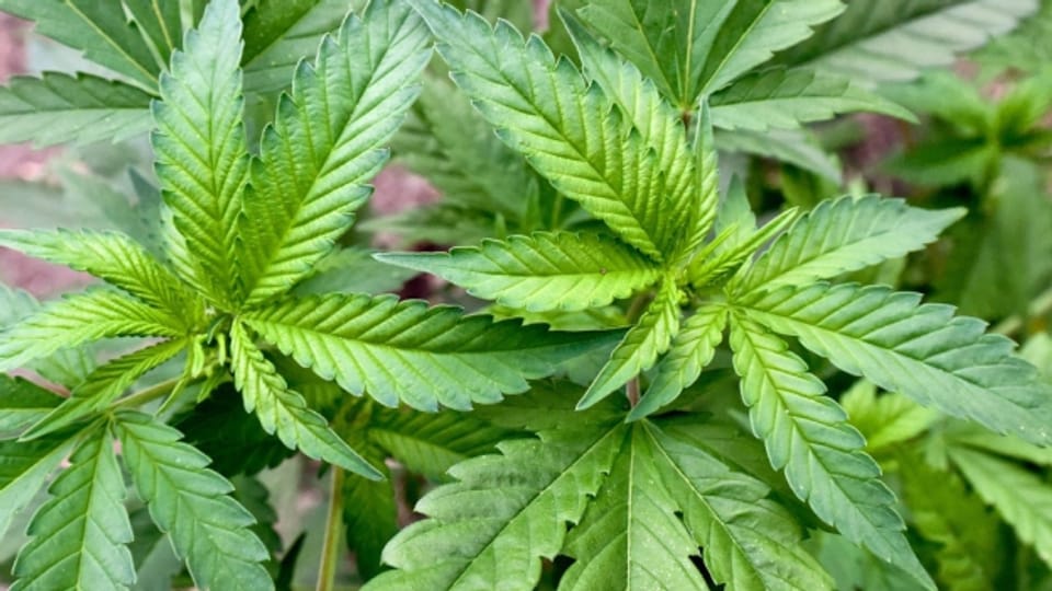 Die Stadt Luzern beteiligt sich an einer Studie zu Cannabis