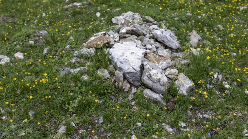 Unter jedem Stein versteckt sich die Artenvielfalt auf dem Urnerboden.