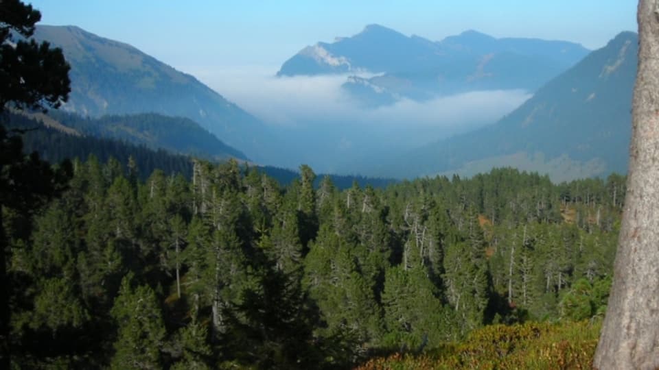 Der Nachhaltigkeitsbericht bestätigt es: Der Luzerner Wald ist gesund