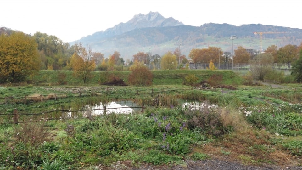Stadt Luzern will Artenvielfalt fördern.