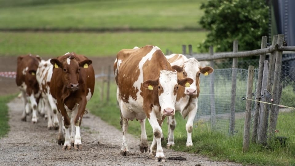Sind die Kühe mehr auf der Weide produzieren sie weniger Ammoniak.