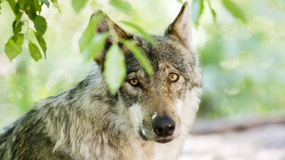 Im Kanton Uri hat die Sicherheitsdirektion bis jetzt zweimal einen Wolf nach Angriffen auf Schafherden zum Abschuss frei gegeben.