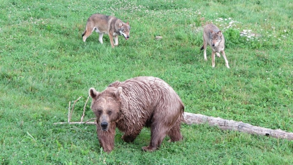 Bär und Wolf im gleichen Gehege - eine ungewöhnliche Tier-WG in Goldau.