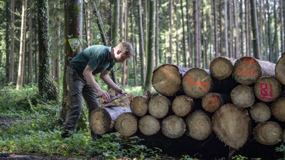 Ein Förster untersucht befallenes Holz in einem Wald im Seetal.