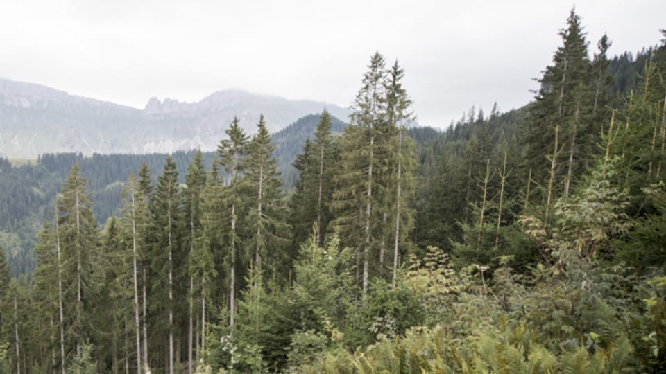 Für den Schutzwald und die Waldbiodiversität stehen während der nächsten vier Jahre insgesamt 15 Millionen Franken zur Verfügung.