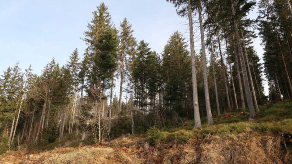 Der Klimawandel sorgt für mehr Schäden im Wald