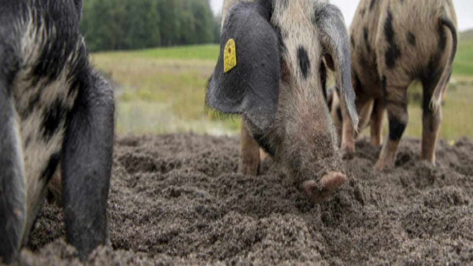 Die drei kroatischen Schweine schaffen wertvollen Naturraum.