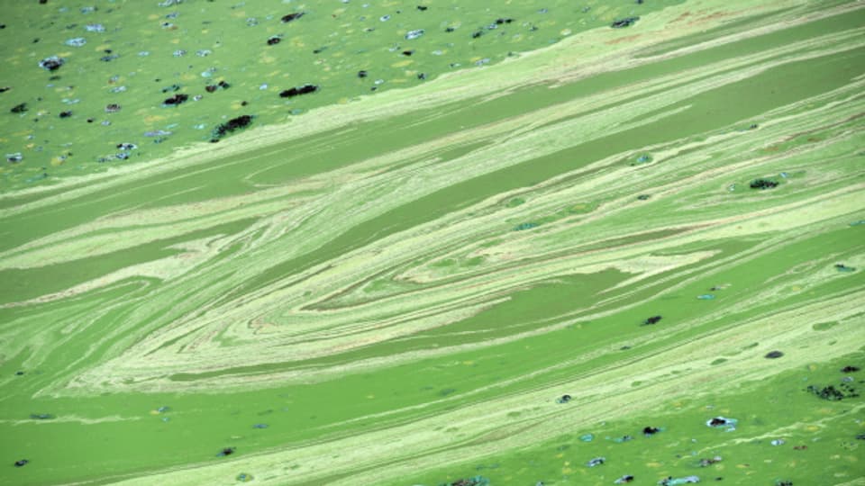 Blaualgen können auf befallenen Gewässern blaugrüne Schlieren bilden. Hier ein Beispiel aus Hessen in Deutschland.