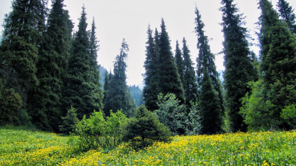 Mit 10 000 neuen Bäumen wird in Marbach aufgeforstet