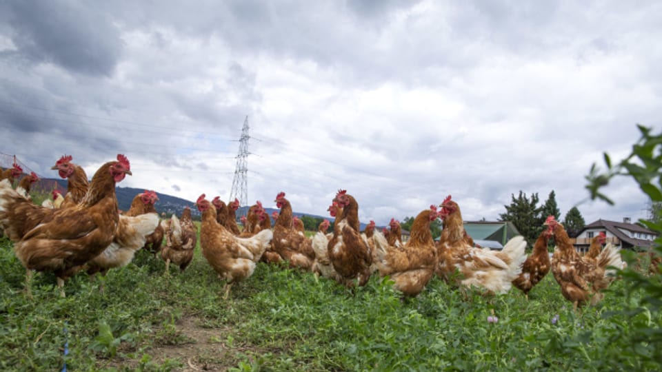 Bis Mitte Februar dürfen Schweizer Hühner nicht mehr auf die Weide