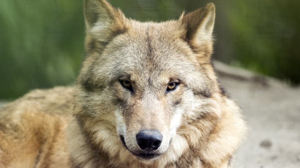 Umstrittenes Thema im Nationalrat: der Wolf.