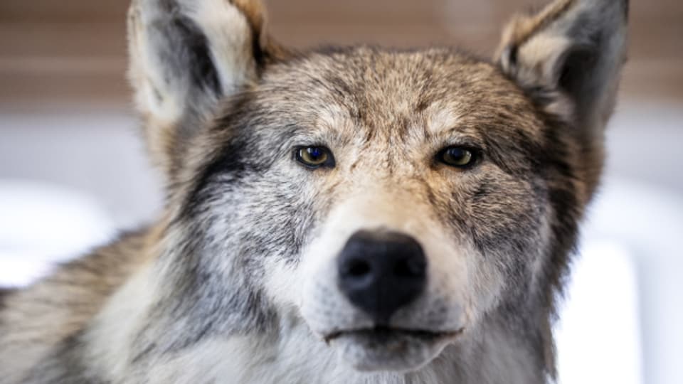 Uri hält in einem Bericht fest, was der Wolf 2022 im Kanton angerichtet hat