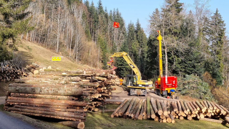 Mit Beispielen sollen Zusammenhänge zwischen Pflege des Waldes und Nutzung von Holz sichtbar werden.
