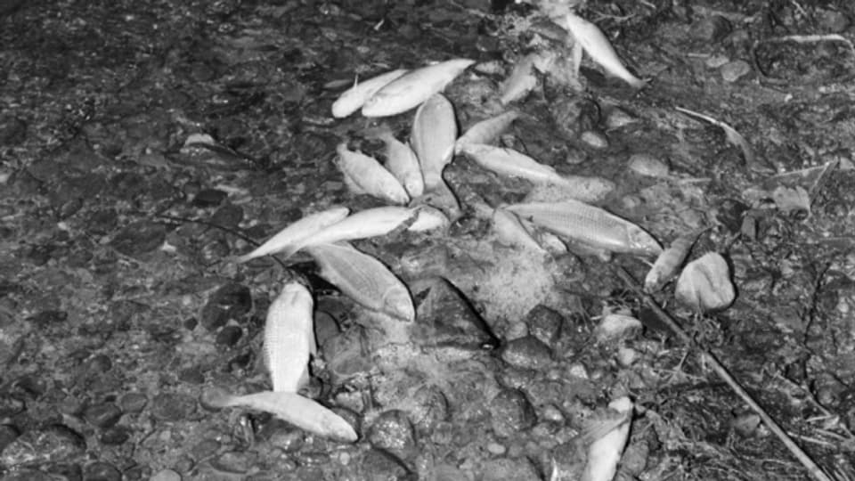 1984 gab es im Sempachersee ein grosses Fischsterben