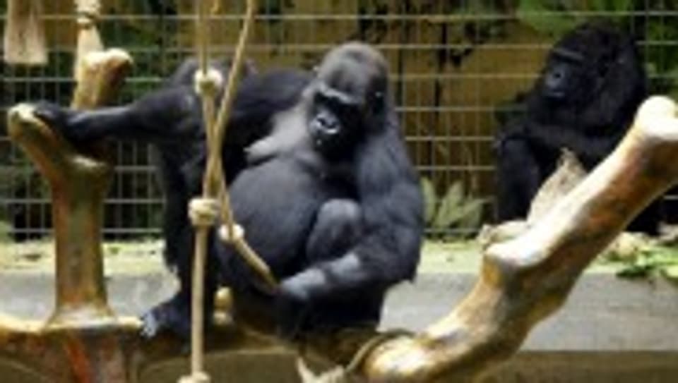 Gorilladame Goma im Zoo Basel erhält dank Matthias Eckenstein ein neues Affenhaus
