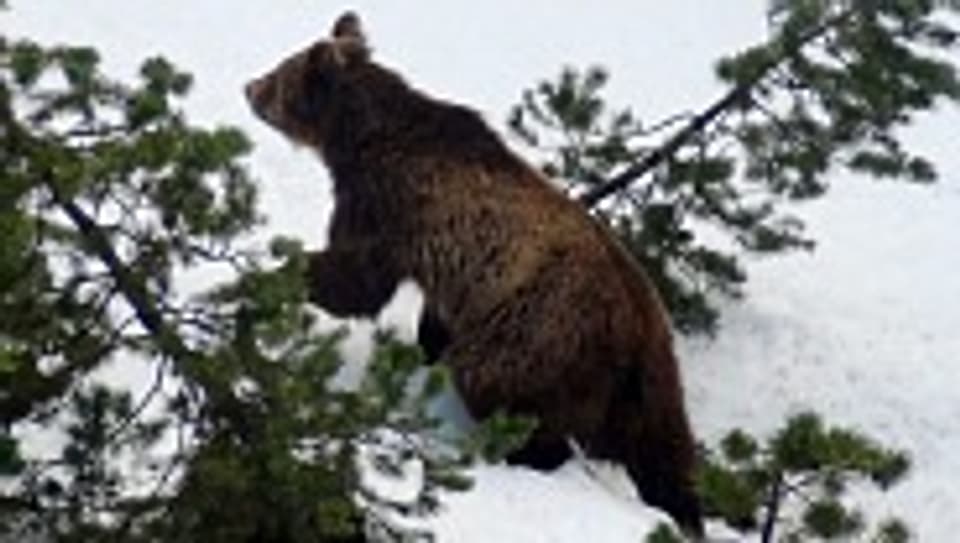 M13 - Der Bär hält Graubünden auf Trab