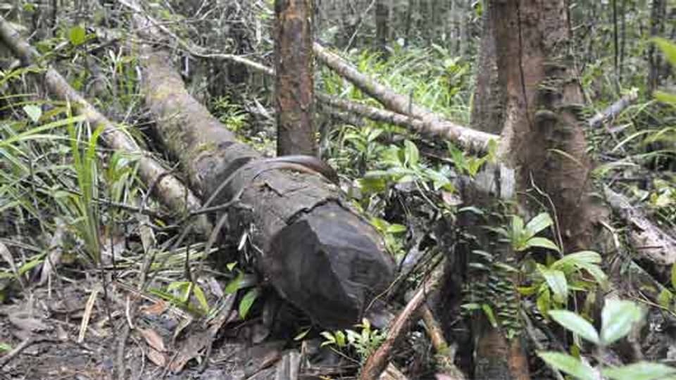 Illegal geschlagenes Tropenholz im Masoala Nationalpark.