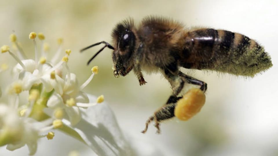 Eine Biene: Wertvoll für die Natur, aber auch wertvoll für die Imker.