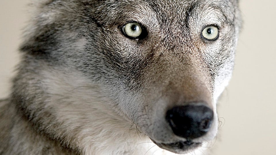 Ein Wolf hat im Wallis 17 Schafe getötet - nun hat die Bevölkerung Angst