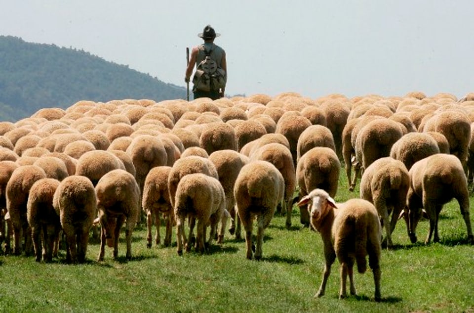 Das Wallis will die Schafhirten besser ausbilden.
